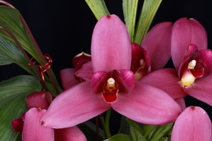 Lycaste Alan Salzman Espies DeLight AM/AOS 80 pts.